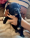 adoptable Dog in  named Brew Crew - Espresso