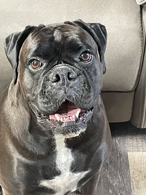 picture of the dog needing adoption
