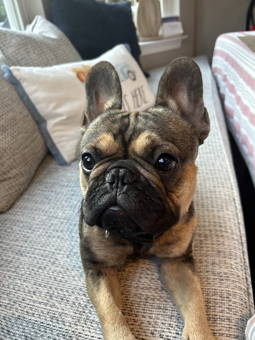 picture of the dog needing adoption