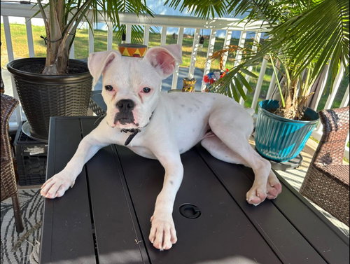 picture of the dog needing adoption
