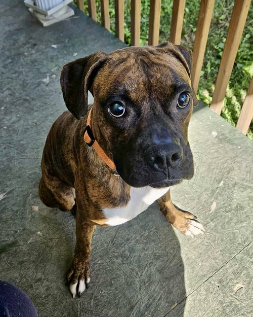 picture of the dog needing adoption