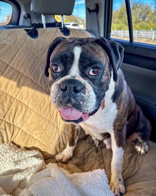 picture of the dog needing adoption