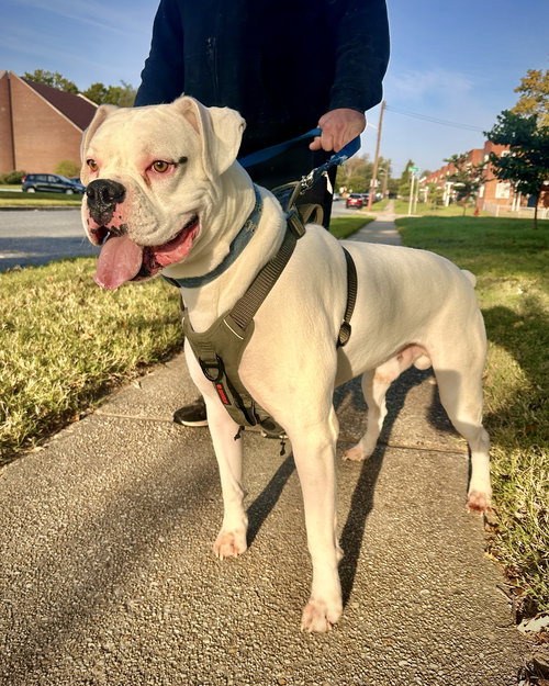 picture of the dog needing adoption