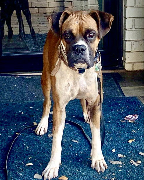 picture of the dog needing adoption