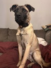 Koda - Photo 3