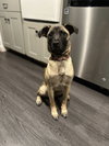 Koda - Photo 4