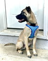 Koda - Photo 1