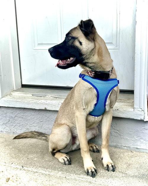 picture of the dog needing adoption