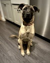 Koda - Photo 2