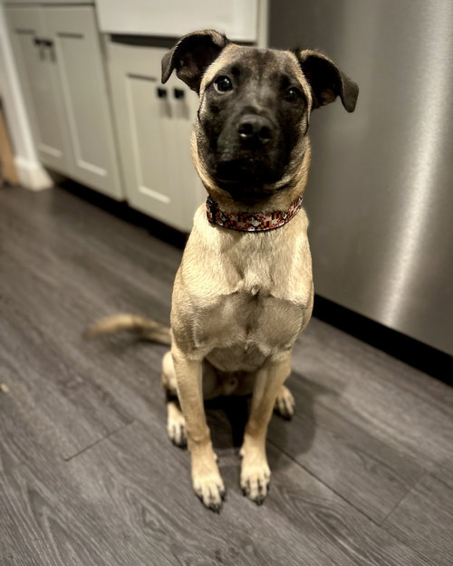 KODA - Belgian Shepherd Malinois / Pug available for adoption