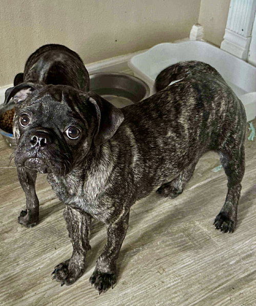 picture of the dog needing adoption