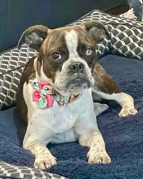 picture of the dog needing adoption