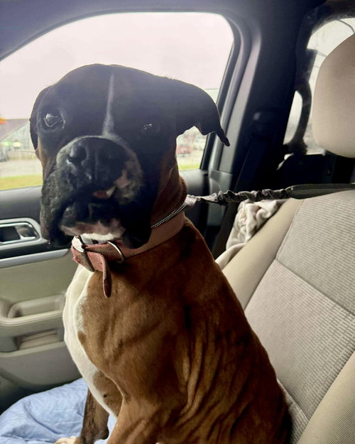 picture of the dog needing adoption