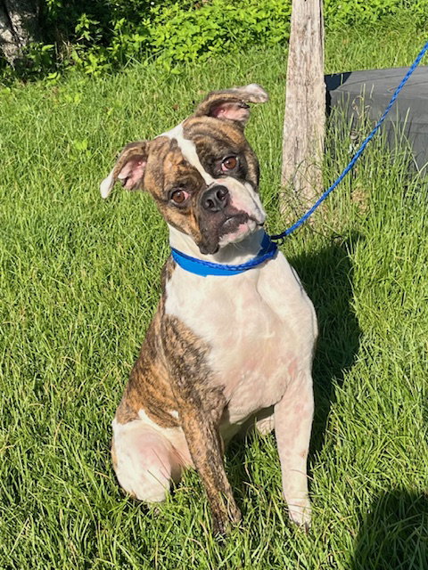 picture of the dog needing adoption