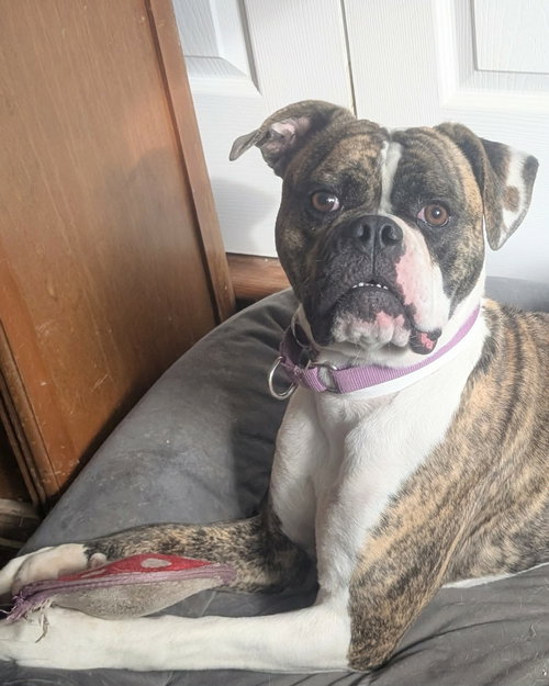 GIZZY - Boxer / American Bulldog available for adoption