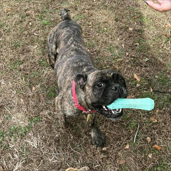Escargo