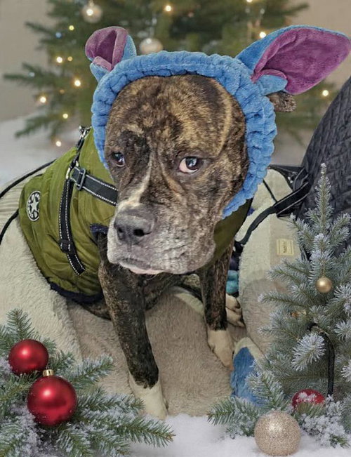 WIGGLES - Boxer available for adoption
