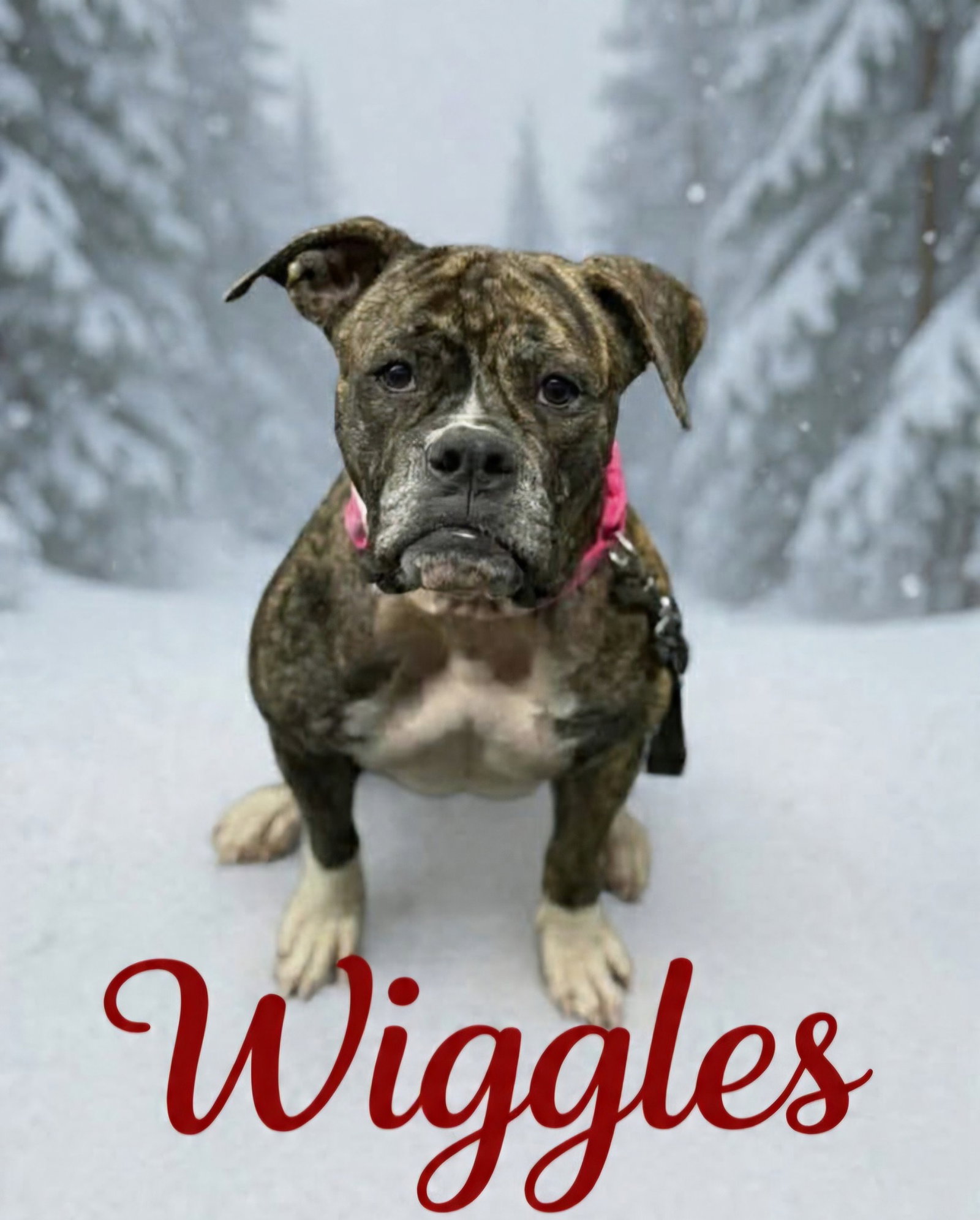 Wiggles