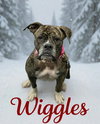 Wiggles - Photo 1