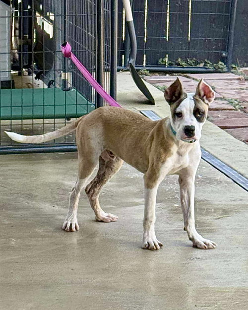 picture of the dog needing adoption