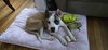 Chippy - Photo 4