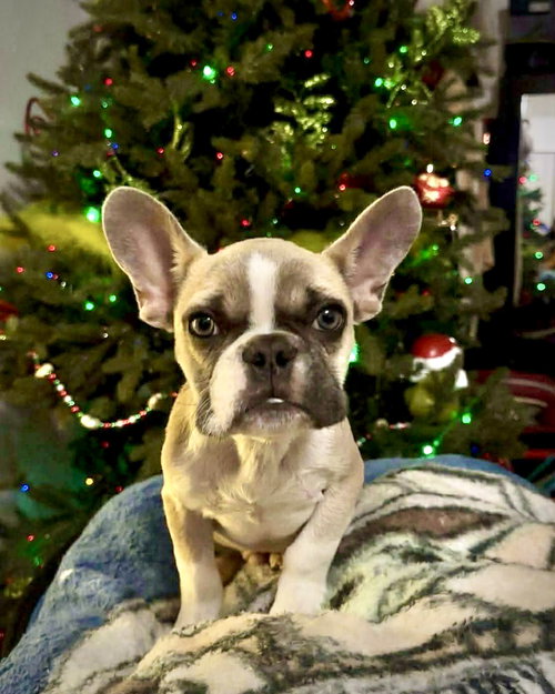 picture of the dog needing adoption