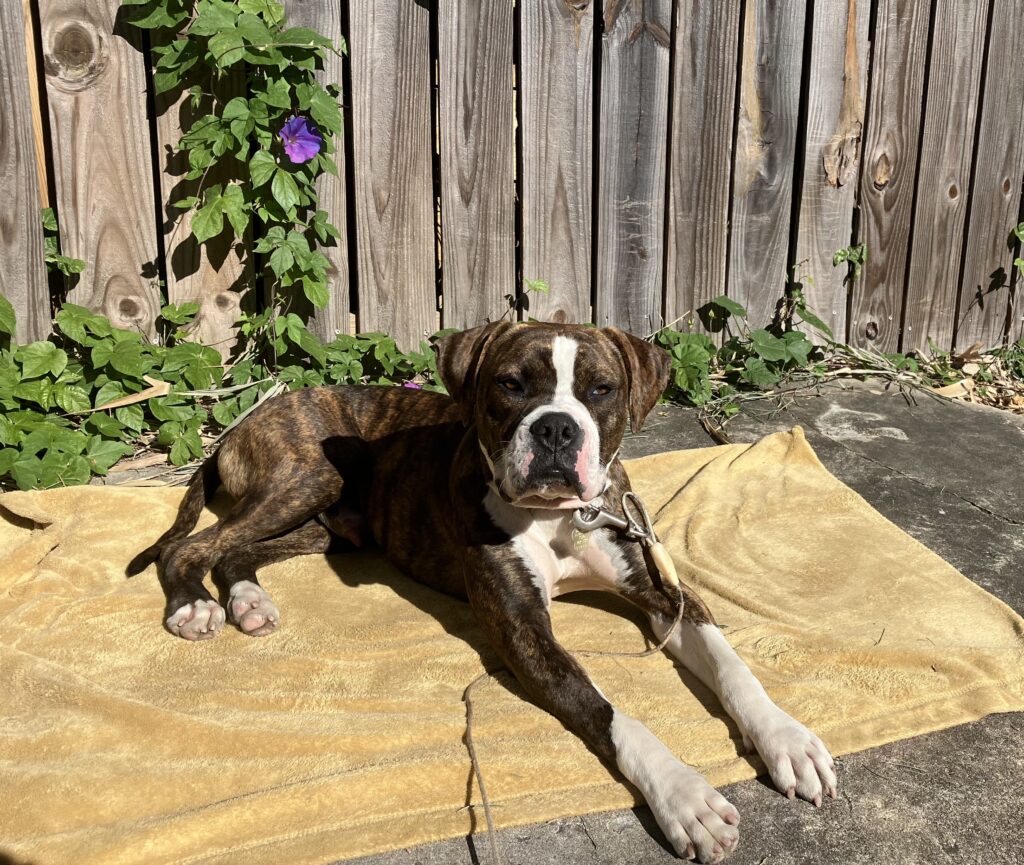 Bubba III