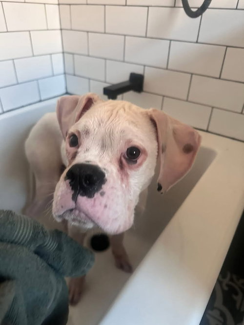 picture of the dog needing adoption