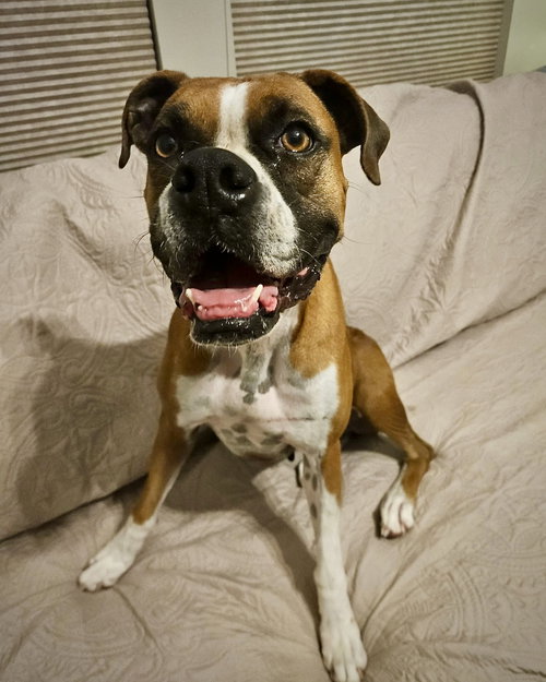 picture of the dog needing adoption