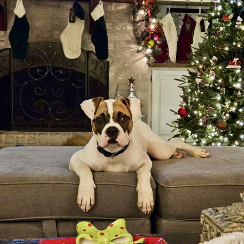 picture of the dog needing adoption