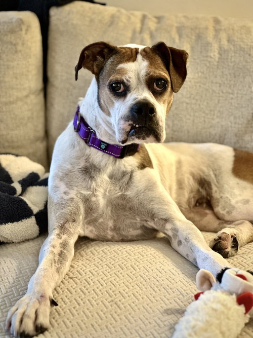 picture of the dog needing adoption