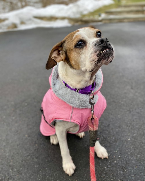 HONEYCOMB - Boxer available for adoption