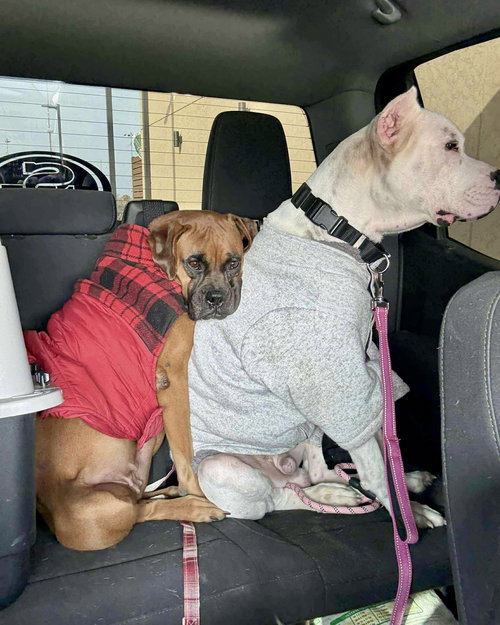 picture of the dog needing adoption