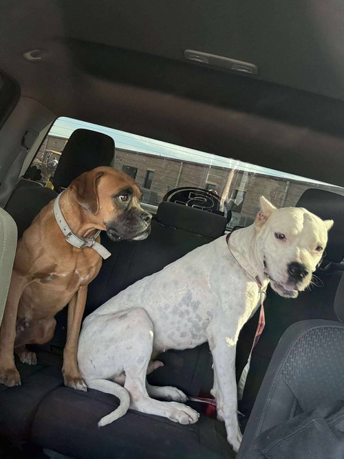 TAYLOR & TRAVIS - Boxer available for adoption