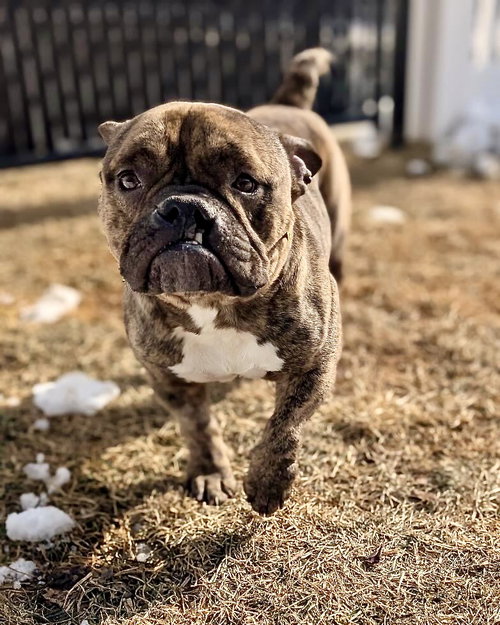 FACE - English Bulldog available for adoption