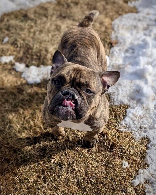 FACE - English Bulldog available for adoption