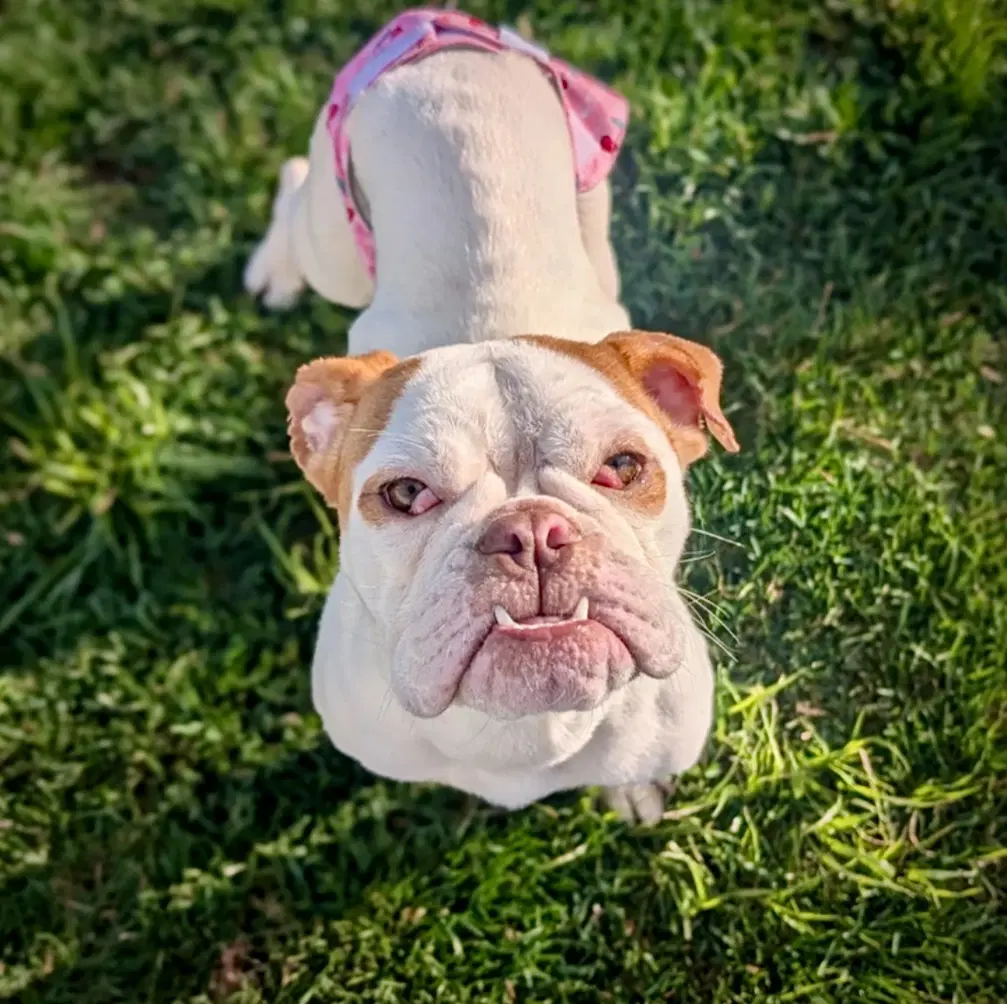Peaches - English Bulldog