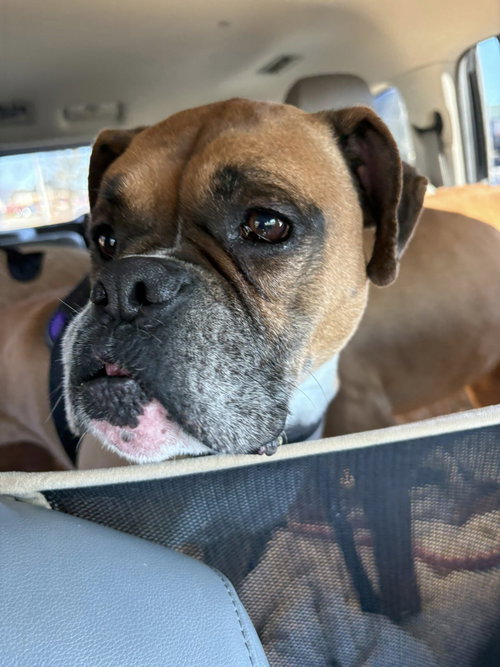 picture of the dog needing adoption
