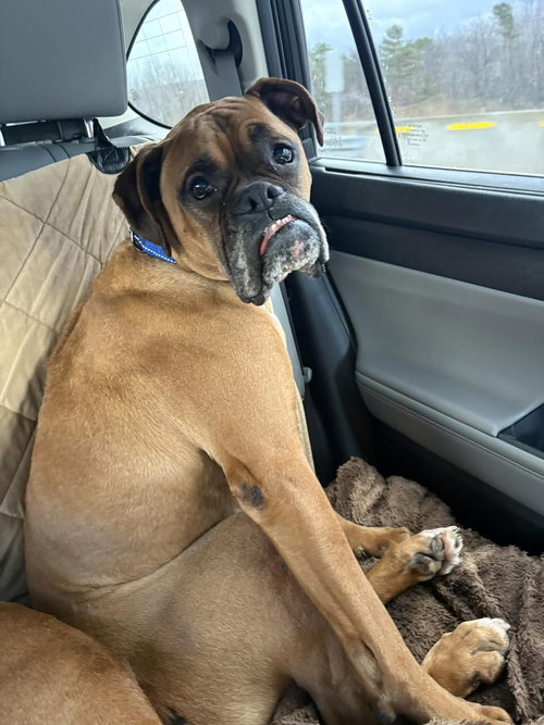 picture of the dog needing adoption