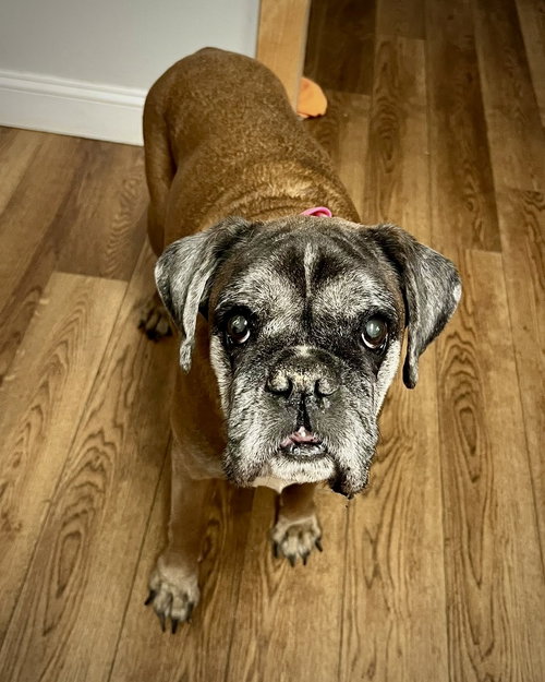 picture of the dog needing adoption