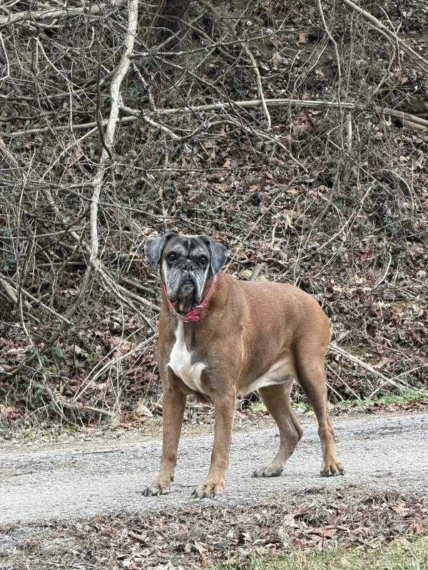 Estelle