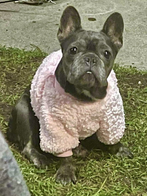 picture of the dog needing adoption