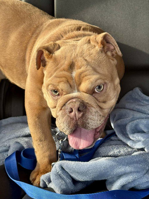 picture of the dog needing adoption