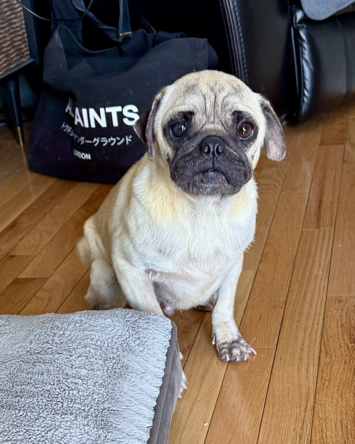 picture of the dog needing adoption