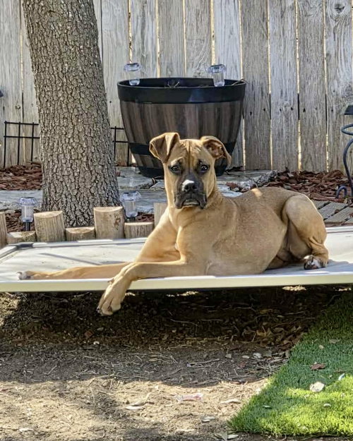 picture of the dog needing adoption