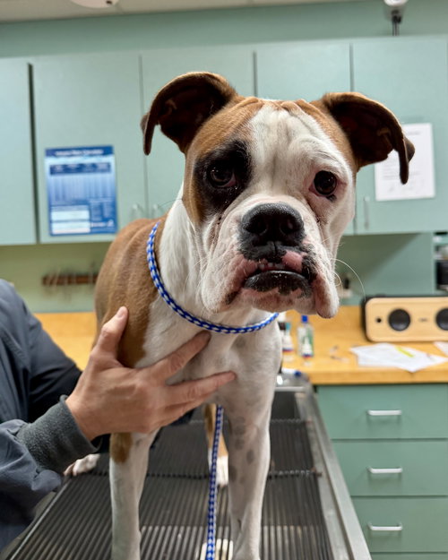 picture of the dog needing adoption