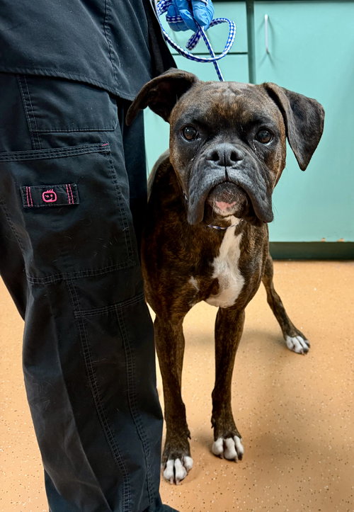 picture of the dog needing adoption