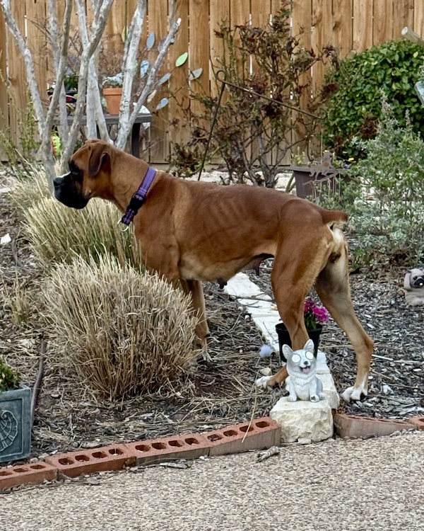 Roxy