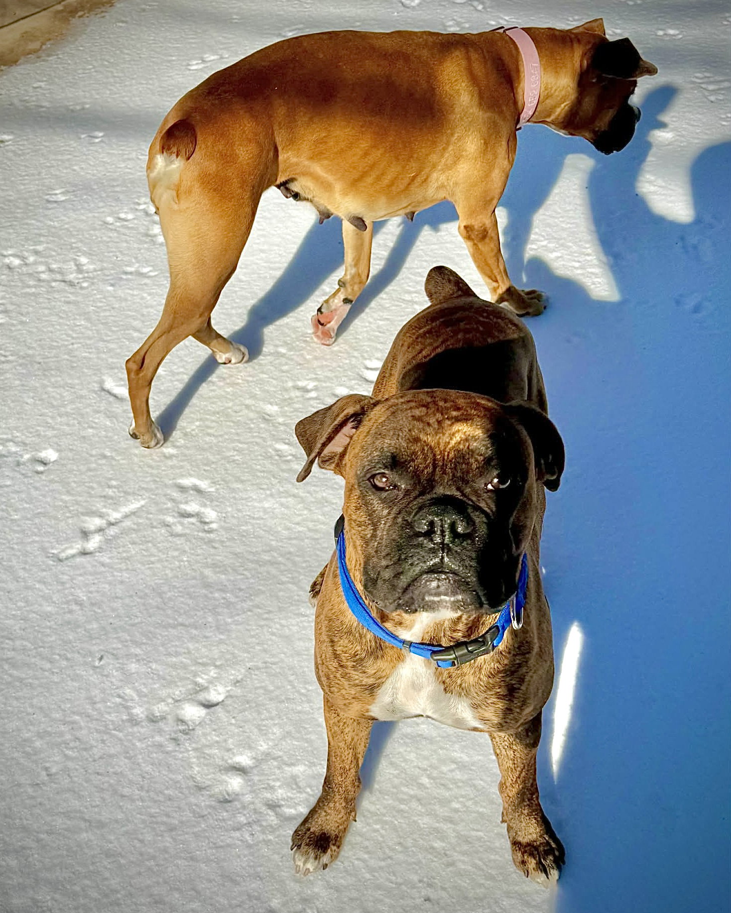Scooter Image