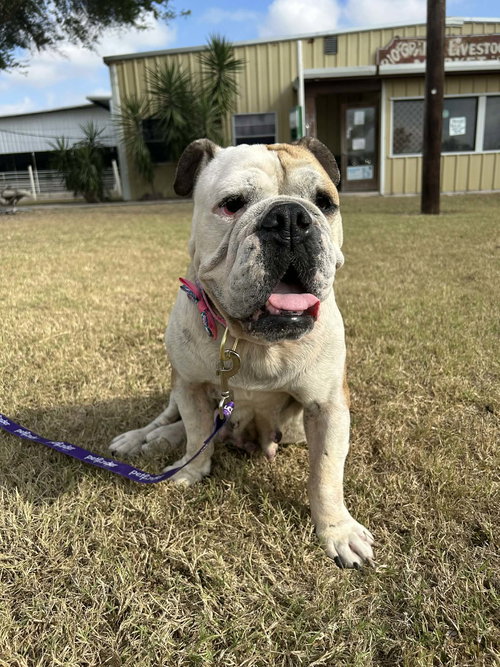 picture of the dog needing adoption